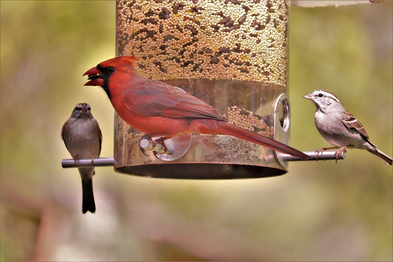 4 Easy-to-Make Bird Feeders Using Recycled Materials